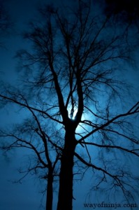 Light Through The Darkest Night