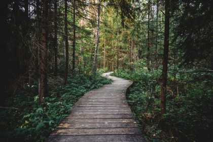 wood-nature-walking-dark