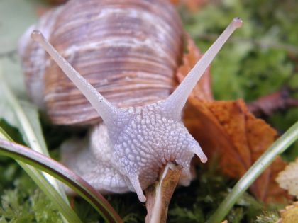 Tsunade snail magic