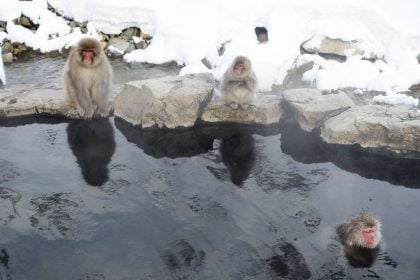 Snow monkeys in an onsen