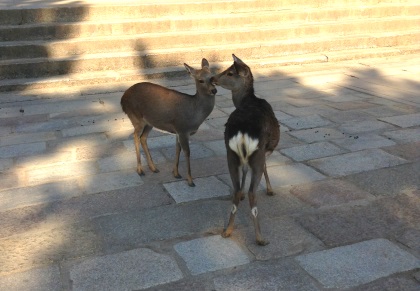 Deer at Todaiji