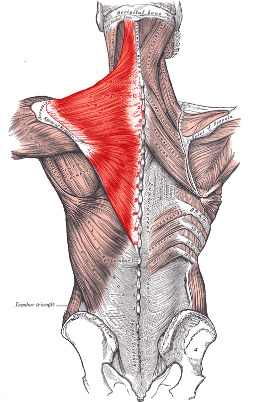 Trapezius