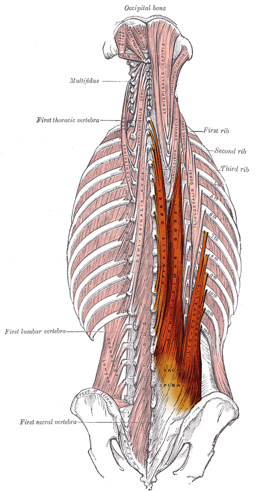 Erector spinae