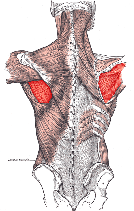 Infraspinatus