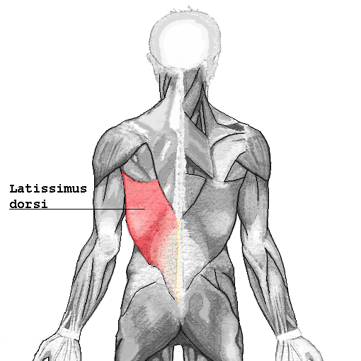 Latissimus dorsi