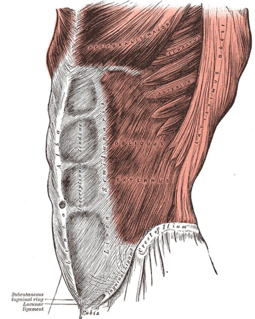 External Oblique